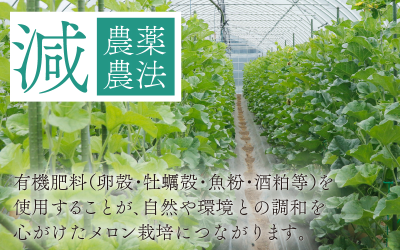 【先行予約】【2023年7月下旬～8月中旬頃発送】勝山産アールスメロン1個入り化粧箱（赤肉）|メロン 1.5kg 1.5キロ 1玉 フルーツ 有機肥料