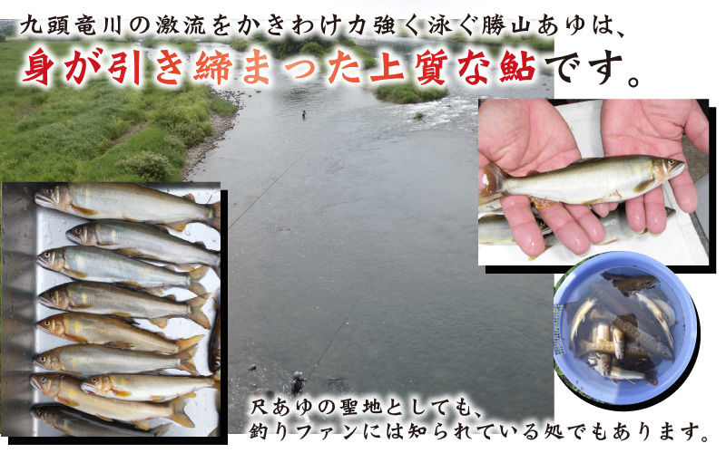 九頭竜川（勝山市漁協） 鮎友釣り年券 1名様分| 魚 魚介 鮎 アユ 釣り 体験 チケット