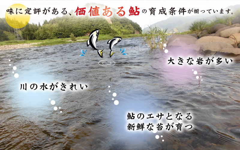 九頭竜川（勝山市漁協） 鮎友釣り年券 1名様分| 魚 魚介 鮎 アユ 釣り 体験 チケット