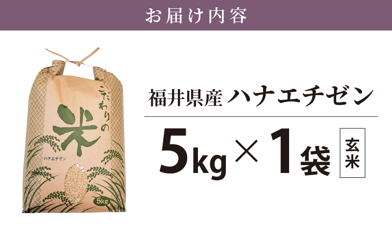 ハナエチゼン 5kg 福井県産【玄米】【お米 はなえちぜん 華越前 5キロ】 [e30-a066]