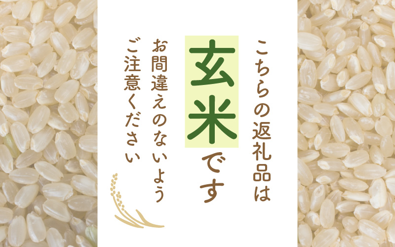 コシヒカリ 10kg 福井県産【玄米】【お米 こしひかり 10キロ 人気品種】 [e30-a080]