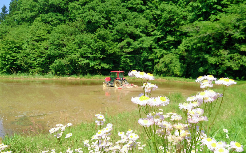 令和6年産 米 特別栽培米 コシヒカリ 5kg 福井県産【こしひかり 5キロ 精米 人気品種 有機肥料100% 減農薬栽培】 [e10-a014]