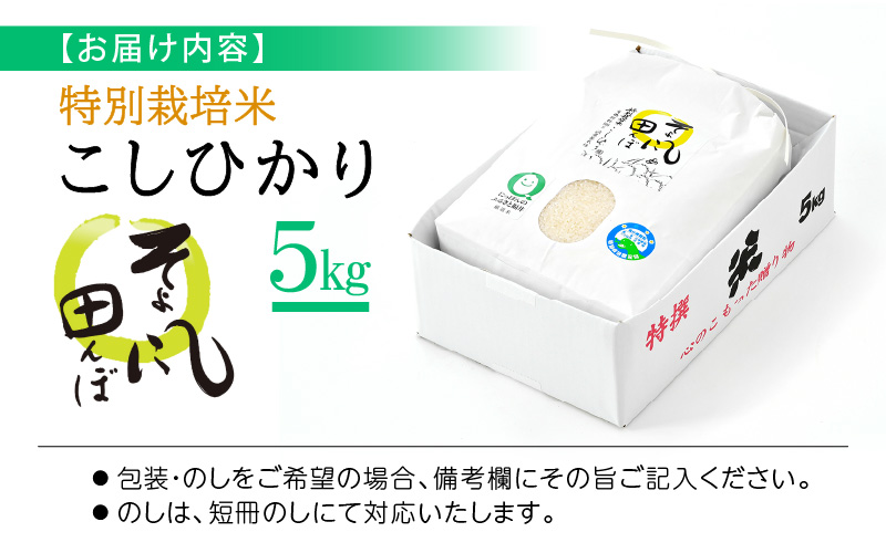 令和6年産 米 特別栽培米 コシヒカリ 5kg 福井県産【こしひかり 5キロ 精米 人気品種 有機肥料100% 減農薬栽培】 [e10-a014]