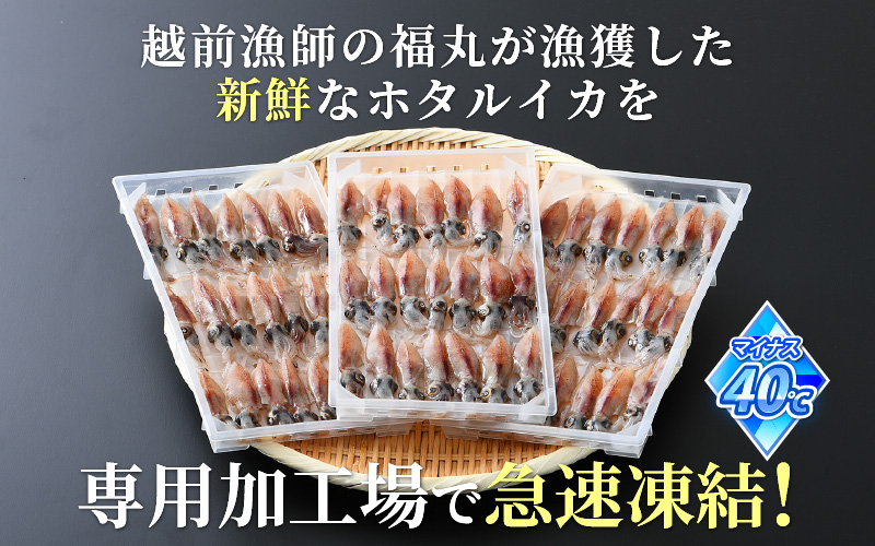 急速冷凍 生 ホタルイカ 21尾入 × 5パック 合計約700g（刺身・しゃぶしゃぶ用） 上品な甘みを存分にお楽しみください！ [e15-a015]