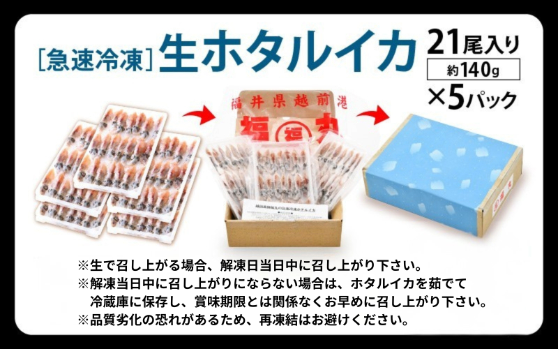 急速冷凍 生 ホタルイカ 21尾入 × 5パック 合計約700g（刺身・しゃぶしゃぶ用） 上品な甘みを存分にお楽しみください！ [e15-a015]