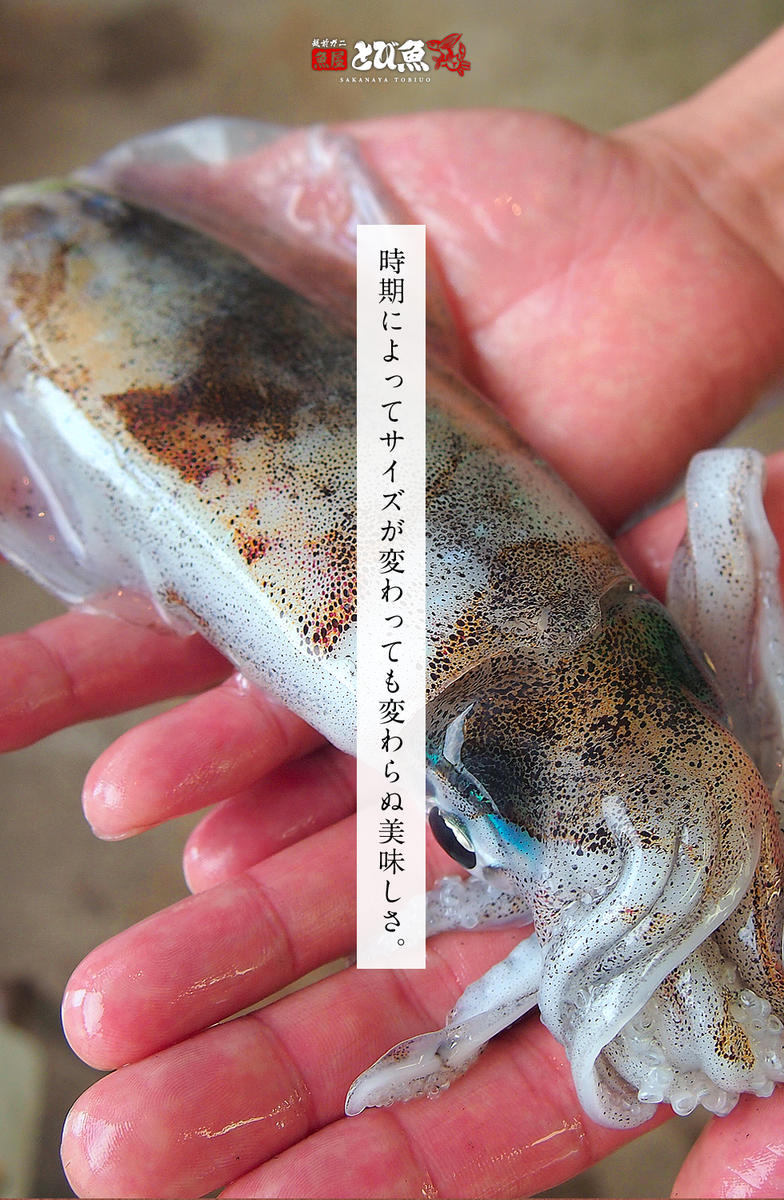 朝どれ アオリイカ 3～8杯 下処理なし 若狭湾産 朝どれ魚 イカ 烏賊 いか 海鮮 福井 福井県 若狭町