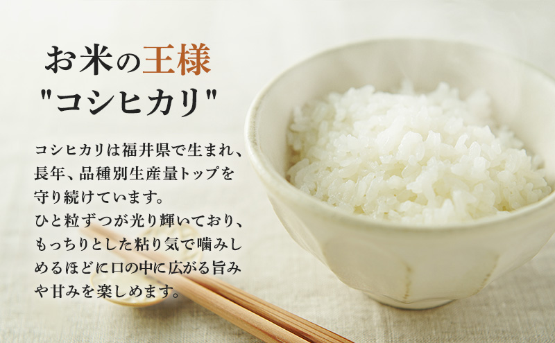 【令和6年度産】新米 先行予約 コシヒカリ 10kg 一等米 米 お米 おこめ こめ コメ 白米 精米 ご飯 ごはん たごころ農園 福井県 福井