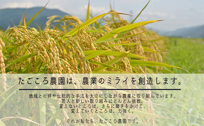 【3ケ月連続お届け】令和6年度産 新米 先行予約 コシヒカリ 10kg 一等米 米 お米 おこめ こめ コメ 白米 精米 ご飯 ごはん たごころ農園 福井県 福井