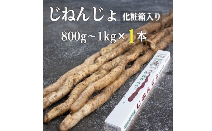 自然薯 800g～1kg×1本 化粧箱入