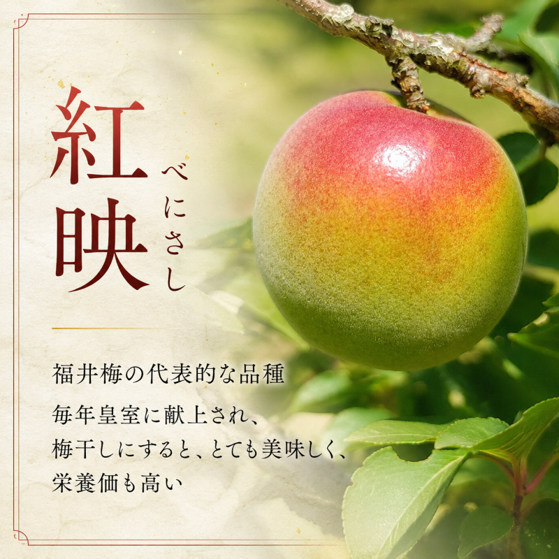 昔ながらの梅干し 一級品（福井県若狭町）伝統製法にこだわり仕上げた無添加・無着色の梅干し／ケース入り400g ご飯のお供 肉厚 種が小さい 紅映 天然塩 鮮やか 芳醇な香り コク 紫蘇漬け 二度漬け すっぱい 国産 紅映梅 べにさし梅 福井梅