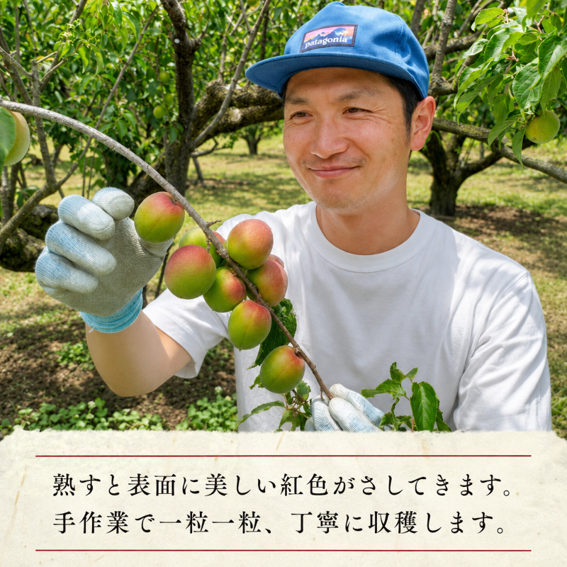 昔ながらの梅干し 一級品（福井県若狭町）伝統製法にこだわり仕上げた無添加・無着色の梅干し／ケース入り400g ご飯のお供 肉厚 種が小さい 紅映 天然塩 鮮やか 芳醇な香り コク 紫蘇漬け 二度漬け すっぱい 国産 紅映梅 べにさし梅 福井梅
