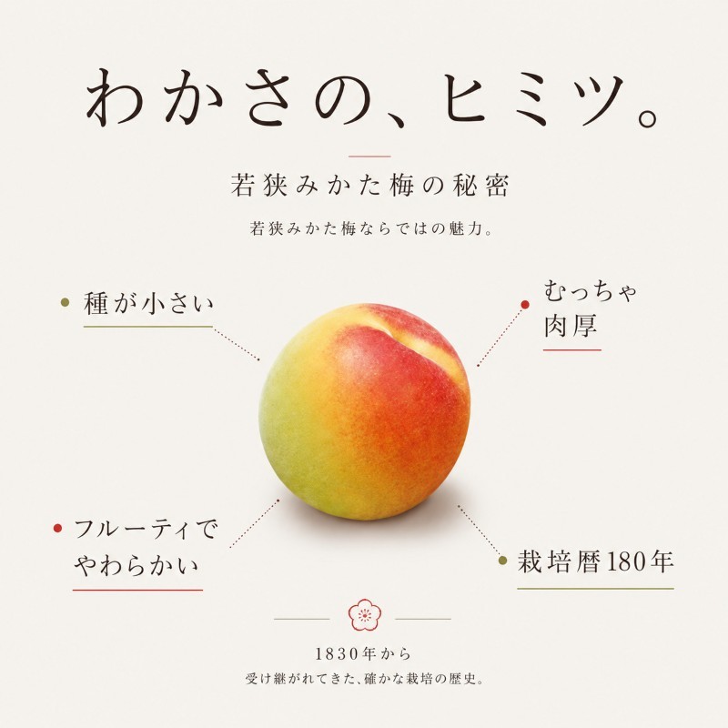 【訳あり】大入り梅干し130g×6袋 合計780g【保存容器付き】 発酵食品 昔ながらの梅干し すっぱい しそ漬け 塩分18％ Lサイズ 紅映梅を使用 福井県の特産 訳ありはパッケージ変更のため 