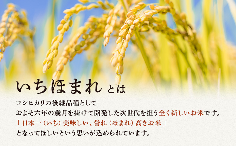 無洗米 令和6年産 いちほまれ 10kg 福井 高級ブランド米 お米 おこめ 米 コメ こめ 白米 精米 ご飯 ごはん 福井県