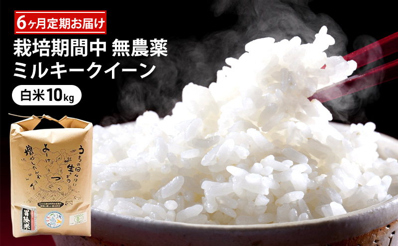 米 定期便 6ヶ月 栽培期間中 無農薬 ミルキークイーン 10kg 白米 精米 こめコメ 福井県認証特別栽培米 化学肥料化学合成農薬不使用 ブランド米 ご飯 ミルキークィーン 6回 半年 お楽しみ 福井 福井県 若狭町