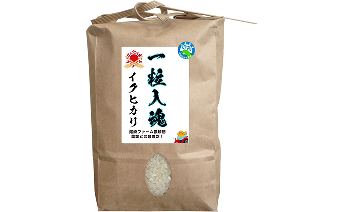 栽培期間中 減農薬イクヒカリ 白米5kg 3ヶ月定期お届け お米ブランド米 精米 ご飯 おにぎり お弁当 和食 福井県認証特別栽培米 冷めても美味しい 