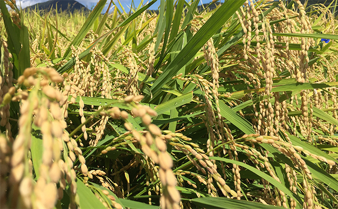 令和6年産福井県若狭町あきさかり（一等米）10kg（神谷農園） 5kg×2袋 お米 ブランド米 銘柄米 ご飯 おにぎり お弁当 産地直送 和食 主食 