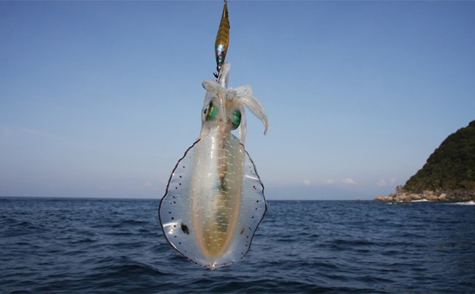 朝どれ アオリイカ 3～8杯 下処理なし 若狭湾産 朝どれ魚 イカ 烏賊 いか 海鮮 福井 福井県 若狭町