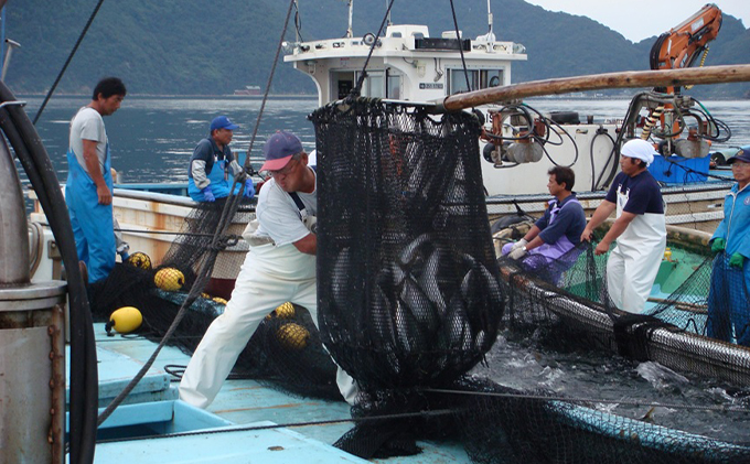 朝どれ アオリイカ 3～8杯 下処理なし 若狭湾産 朝どれ魚 イカ 烏賊 いか 海鮮 福井 福井県 若狭町