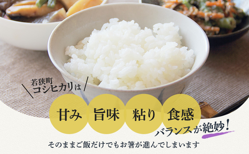 米 令和6年産 コシヒカリ 10kg 白米 精米 こめ コメ 一等米 特A 特a米 新米 こしひかり 山心ファーム 福井 福井県 若狭町