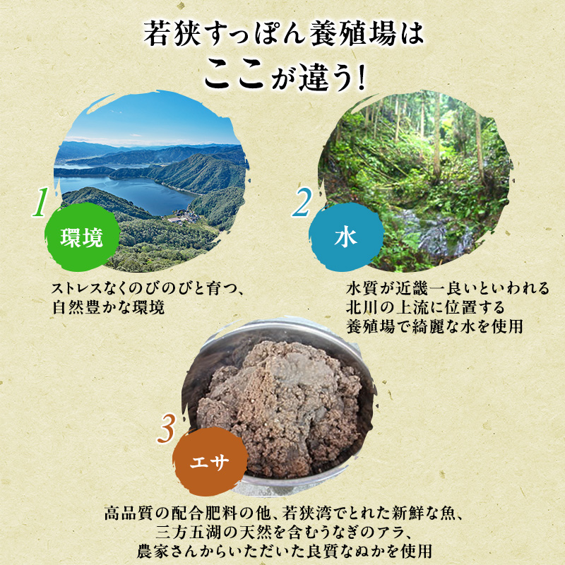 鍋セット 若狭すっぽん鍋セット 1～2人前 食べ方のしおり付 すっぽん 鍋 すっぽん鍋 セット 1人前 2人前 福井 若狭町