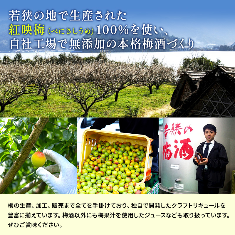 【祝北陸新幹線延伸】梅酒 BENICHU20° BENICHU38° 300ml 2本 甘くない梅酒 飲み比べセット お酒 リキュール うめしゅ 酒 アルコール 飲み比べ セット 紅映梅 微糖 無糖 梅 うめ ウメ 福井県 福井