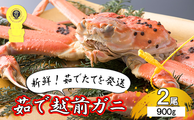 【年明け出荷】茹で越前ガニ【期間限定】食通もうなる本場の味をぜひ、ご堪能ください。約900g 2尾セット 越前がに 越前かに 越前カニ カニ ボイルガニ