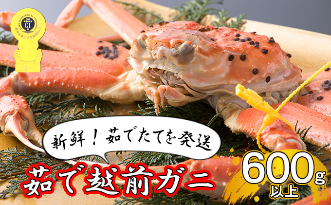 【年明け出荷】茹で越前ガニ【期間限定】食通もうなる本場の味をぜひ、ご堪能ください。約600g以上×1杯 越前がに 越前かに 越前カニ ずわいがに ズワイガニ 蟹 かに カニ ボイルガニ