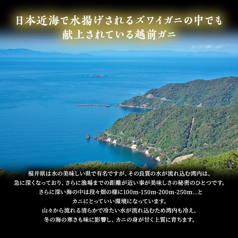 【年明け出荷】茹で越前ガニ【期間限定】 約700g以上×1杯 茹でガニ 蟹 かに 越前がに 越前ガニ ズワイガニ ずわい蟹 ずわいがに ボイルガニ 魚介 魚介類 海鮮 福井県 福井