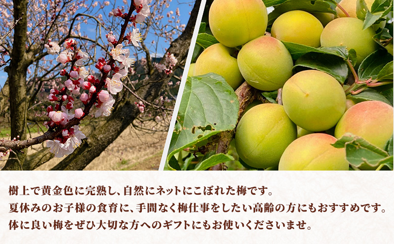 梅 冷凍完熟梅 冷凍 梅シロップ 若狭町 