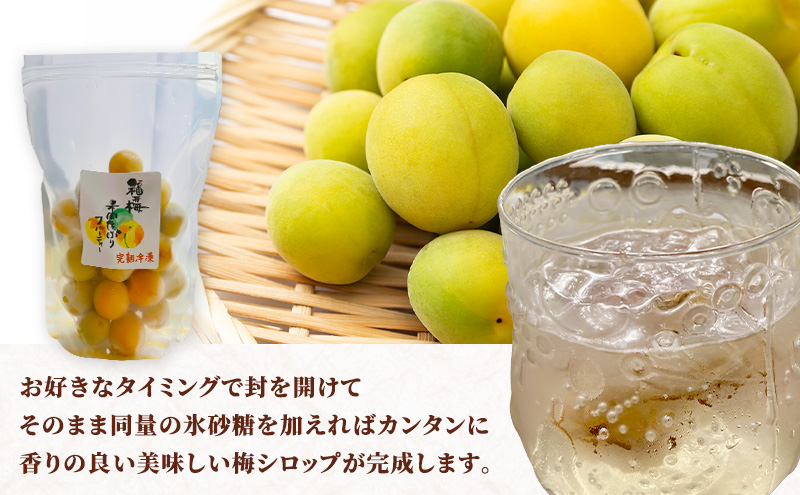 梅 冷凍完熟梅 冷凍 梅シロップ 若狭町 