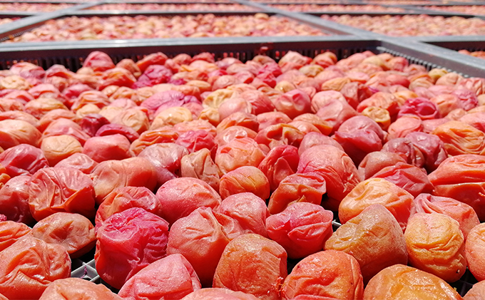 昔ながらの梅干し 一級品（福井県若狭町）伝統製法にこだわり仕上げた梅干し／袋入り300g ご飯のお供 肉厚 種が小さい 紅映 天然塩 鮮やか 芳醇な香り コク 紫蘇漬け 二度漬け すっぱい 