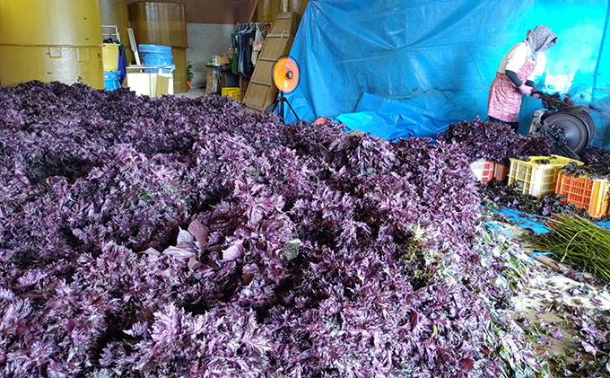 昔ながらの梅干し 一級品（福井県若狭町）伝統製法にこだわり仕上げた梅干し／袋入り300g ご飯のお供 肉厚 種が小さい 紅映 天然塩 鮮やか 芳醇な香り コク 紫蘇漬け 二度漬け すっぱい 