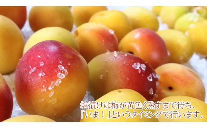 梅干し 一級品 1.8kg （簡易梱包）　ご飯のお供 肉厚 種が小さい 紅映 天然塩 鮮やか 芳醇な香り コク 紫蘇漬け 二度漬け すっぱい