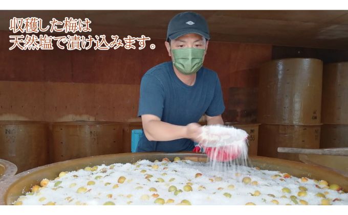 訳あり 梅干し（傷もの）1.2kg　ご飯のお供 肉厚 種が小さい 紅映 天然塩 鮮やか 芳醇な香り コク 紫蘇漬け 二度漬け すっぱい