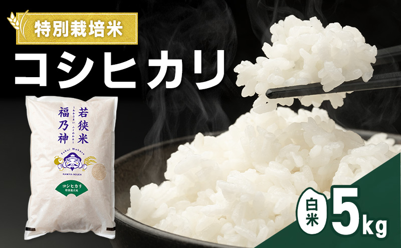 令和8年産 特別栽培米 コシヒカリ 5kg（白米） 米 お米 こしひかり 若狭町