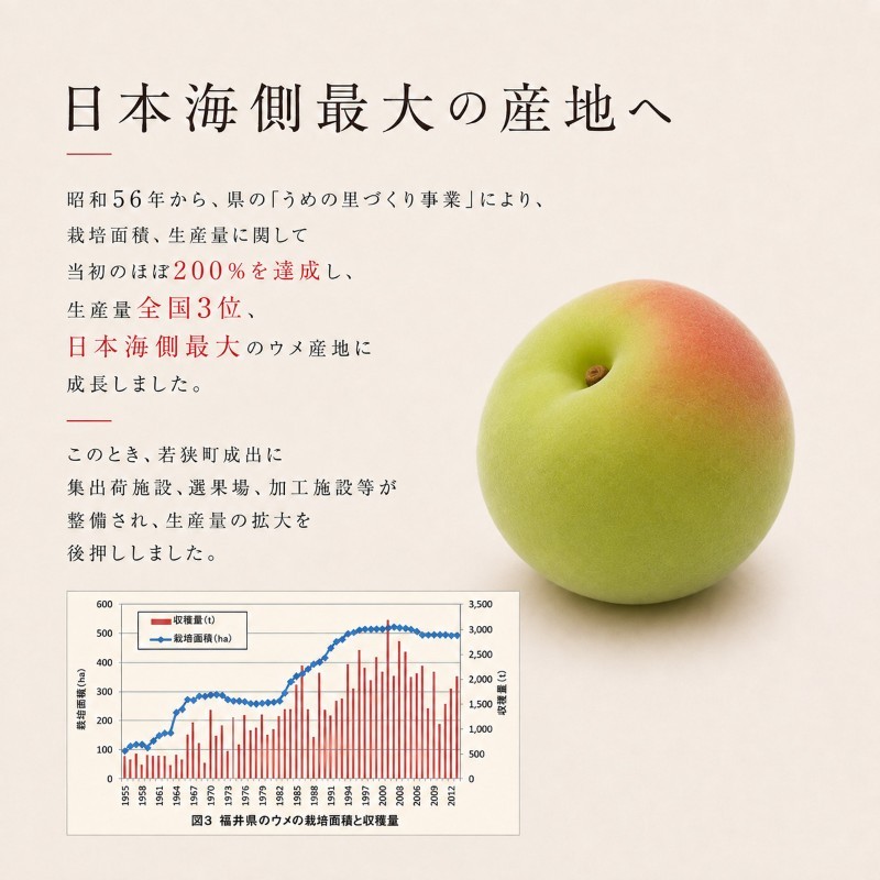 【訳あり】大入り梅干し130g×6袋 合計780g【保存容器付き】 発酵食品 昔ながらの梅干し すっぱい しそ漬け 塩分18％ Lサイズ 紅映梅を使用 福井県の特産 訳ありはパッケージ変更のため 