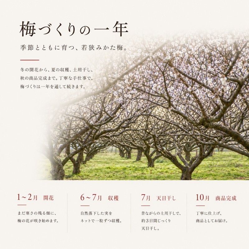 【訳あり】大入り梅干し130g×6袋 合計780g【保存容器付き】 発酵食品 昔ながらの梅干し すっぱい しそ漬け 塩分18％ Lサイズ 紅映梅を使用 福井県の特産 訳ありはパッケージ変更のため 