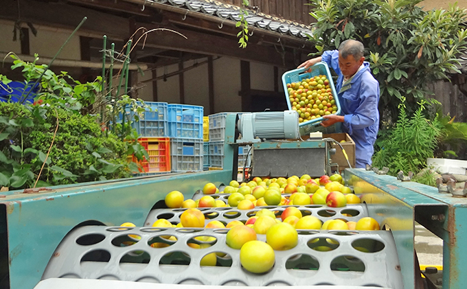 【期間限定 6月出荷】福井梅 紅映 秀品（梅干用青梅10kg）