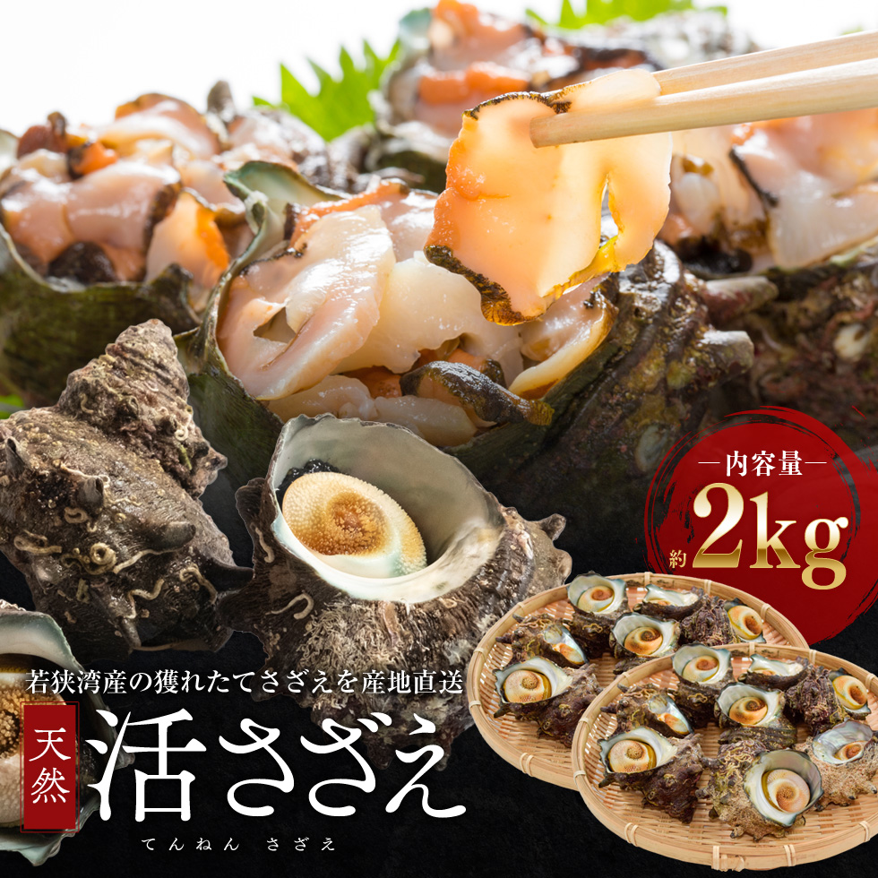 若狭湾産  活さざえ約2kg