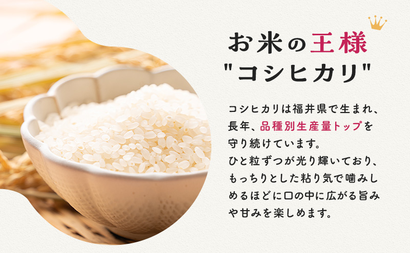 米 令和6年 コシヒカリ 10kg 一等米 お米 おこめ こめ コメ 白米 精米 新米 ご飯 ごはん 三宅カントリーファーム 福井県 福井