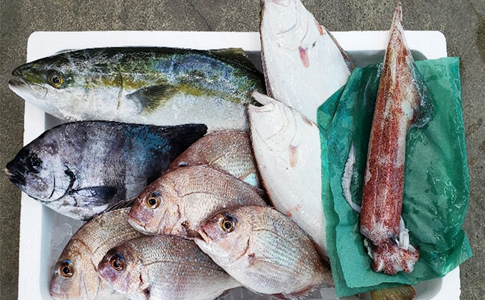 若狭の恵み 鮮魚ボックス（種類はお任せ）