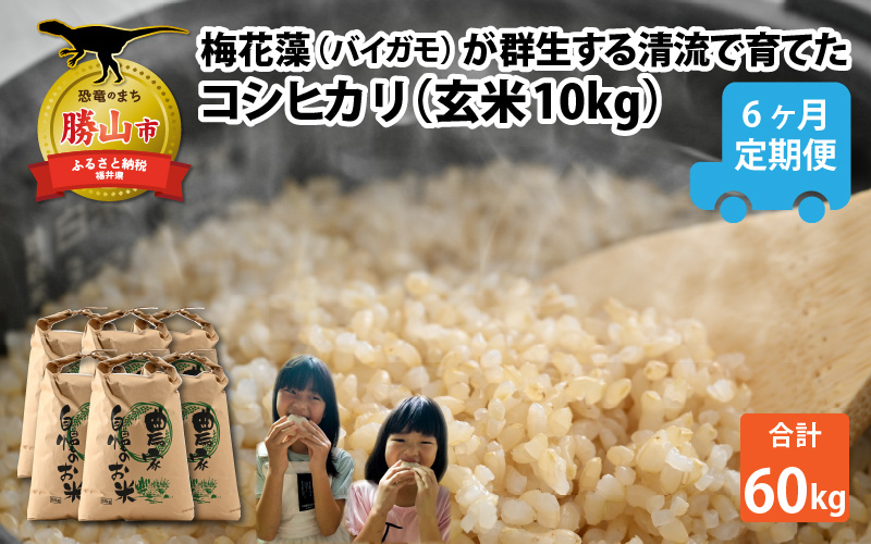 【先行予約】令和5年 梅花藻が群生する清流で育てたコシヒカリ（玄米 10kg）6か月定期便