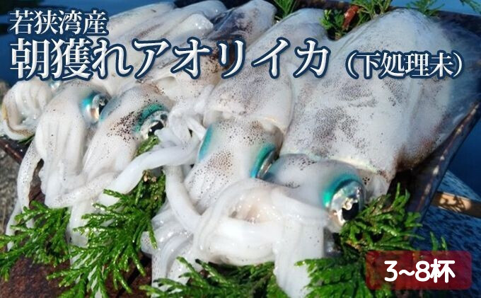 【祝北陸新幹線延伸】若狭湾産  朝獲れアオリイカ3～8杯（下処理なし）