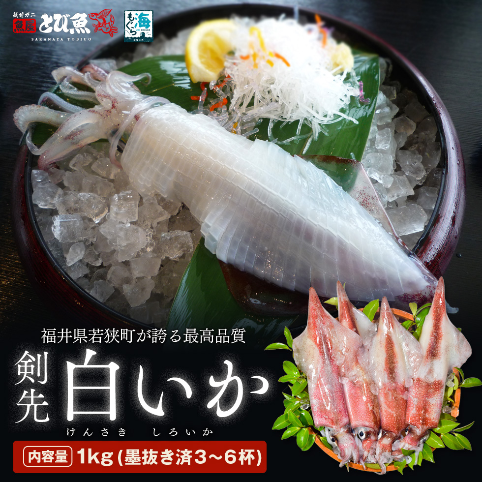 【期間限定】若狭湾産　白イカ（剣先イカ）3～6杯（スミ抜き、冷凍）