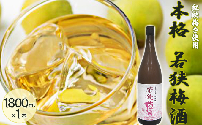 父の日 福井県産 紅映梅を使用した本格梅酒 若狭梅酒（1800ml）1本　 お酒 洋酒 リキュール リキュール類
