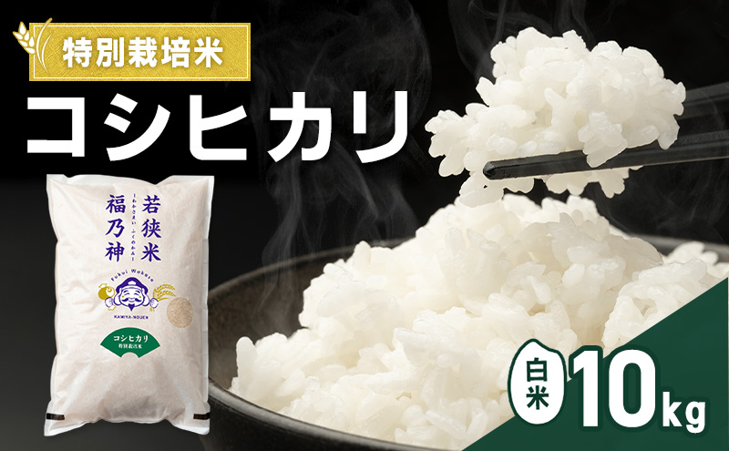 令和8年産 特別栽培米 コシヒカリ 10kg（白米） 米 お米 こしひかり 若狭町