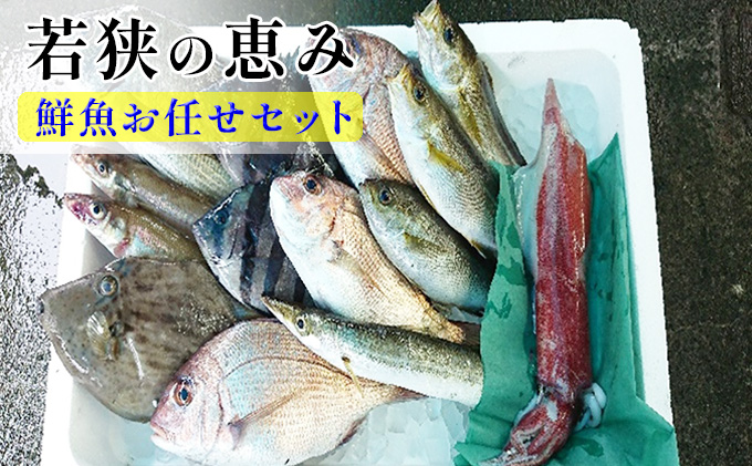 若狭の恵み 鮮魚ボックス（種類はお任せ）